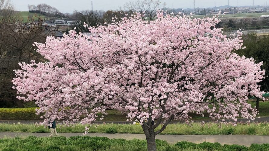 満開の桜に癒された：4月8日（月）寄り前